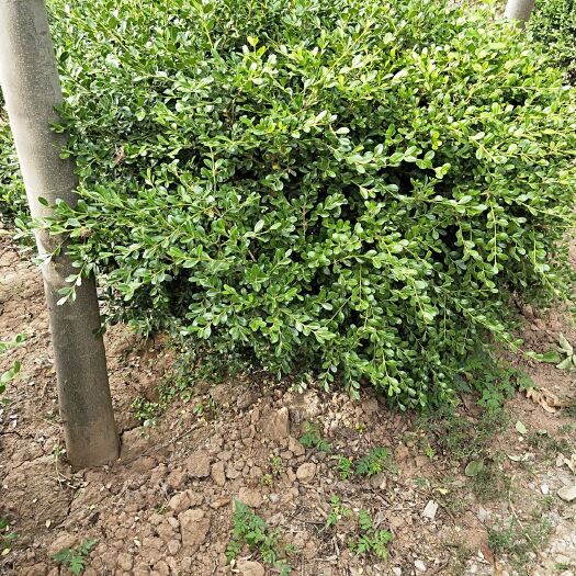 沭阳县小叶黄杨