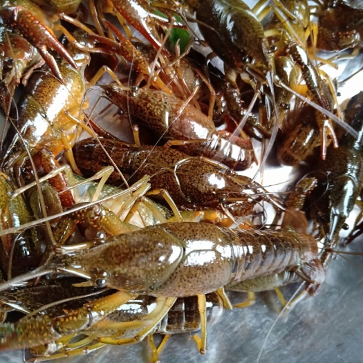 青壳小龙虾 龙虾
