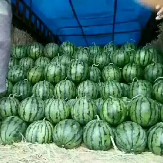 大荔县 陕西甜王西瓜大量上市。