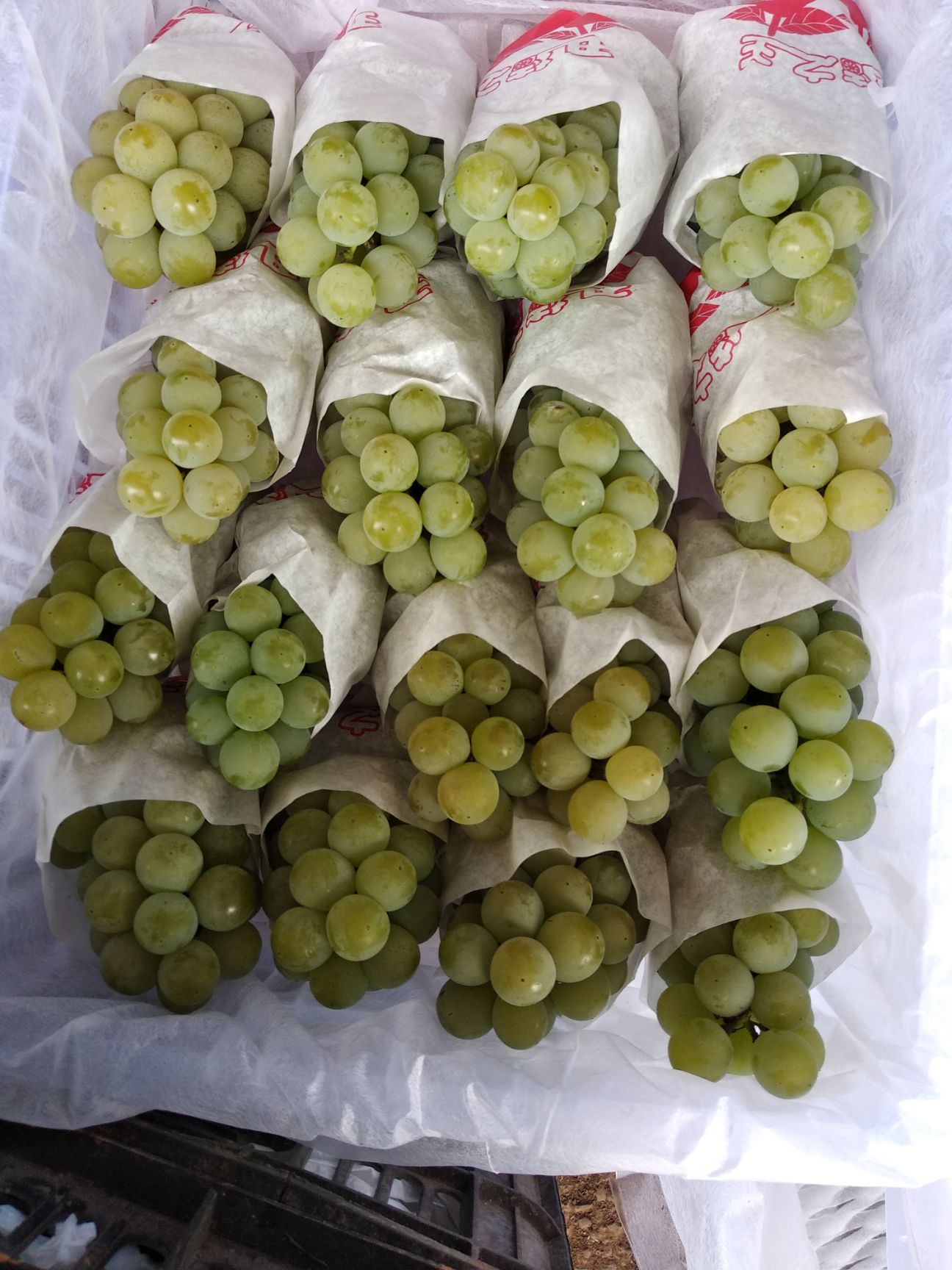  水晶葡萄，阳光玫瑰