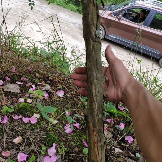 龙里县刺梨苗 大刺梨树
