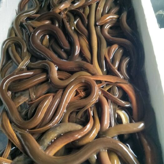 广州黄鳝1两-3两鲜活发货   包邮