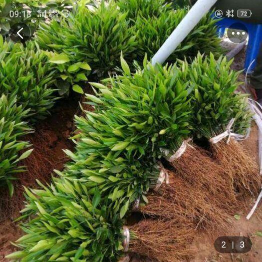 资阳香橙苗 嫁接苗 0.5米以下