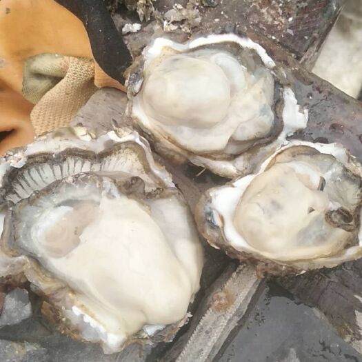 长海县 三倍体生蚝