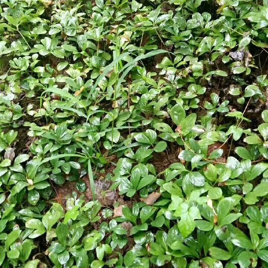 菏泽 芍药苗