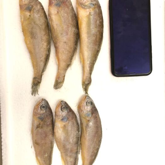 济南 小黄花鱼