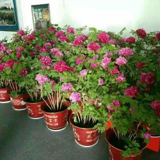 菏泽 反季节催花牡丹
