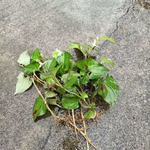 永兴县 鱼腥草