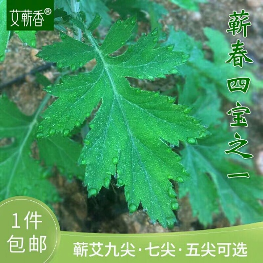 文山市艾草种子 驱蚊草种子  香艾种子 减去中间商赚差价