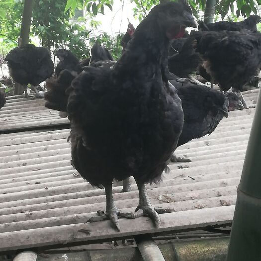 兴文县土鸡 红细胞养殖家庭农场