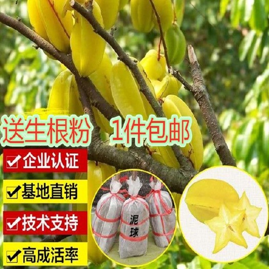 灵山县 甜杨桃嫁接果树苗杨桃苗庭院植物杨桃树苗可
盆栽当年结果
