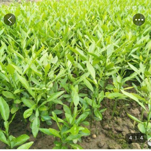 资阳 资阳香橙苗苗壮抗旱长势快无病苗。免费提供栽培技术。放心购买