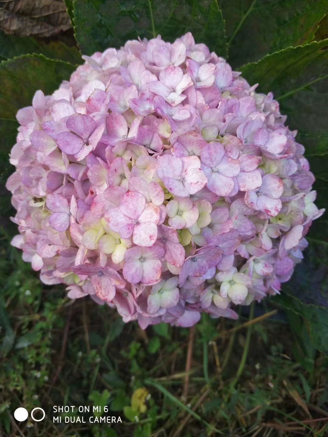 法国绣球  大八仙花