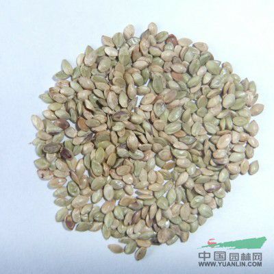 护坡草坪种子百喜草种子牧草种子公路果园护坡牧草种籽