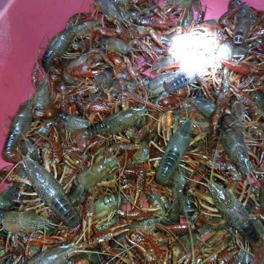 郎溪县清水小龙虾 4-6钱 人工养殖