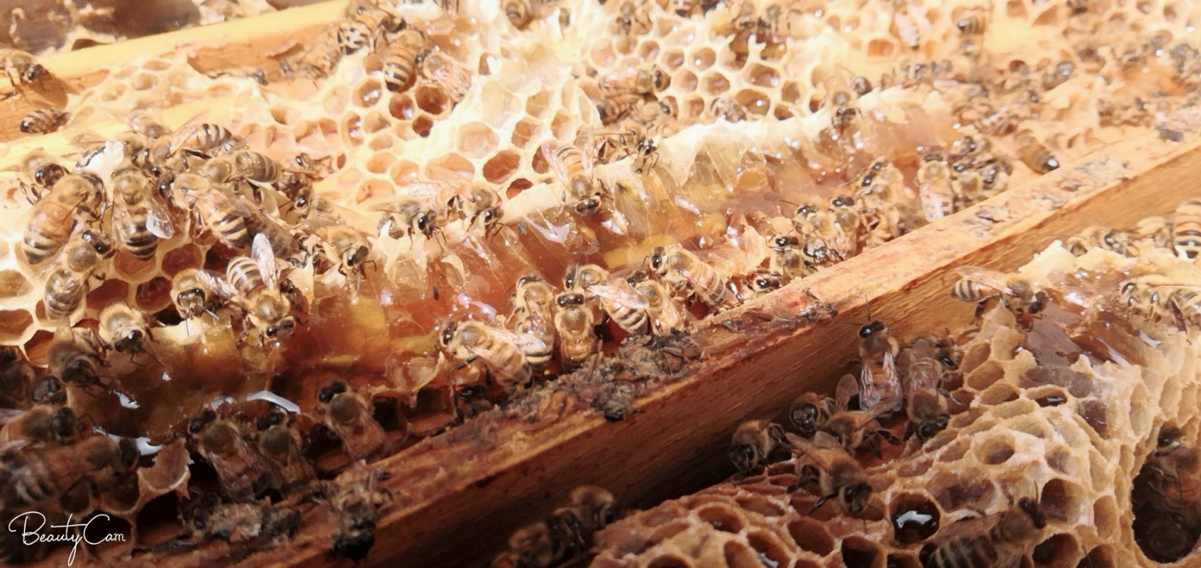 意蜂蜂蜜 你是不是也差这一点甜蜜