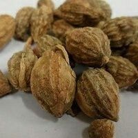 乐东县益智仁 我有大量
