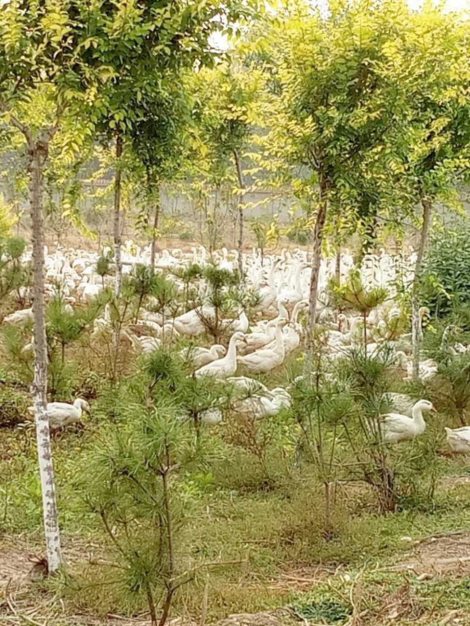 生态园林  北京周边
花卉苗木基地出租