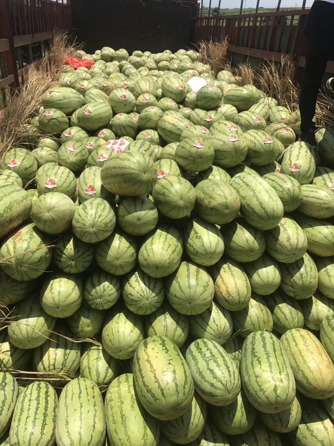 京欣西瓜  美都，地雷王，富春3号，丽园。