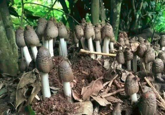 贵港:舌尖上的美食，“箘中之王”，野生，鸡枞菌第一批马上上市