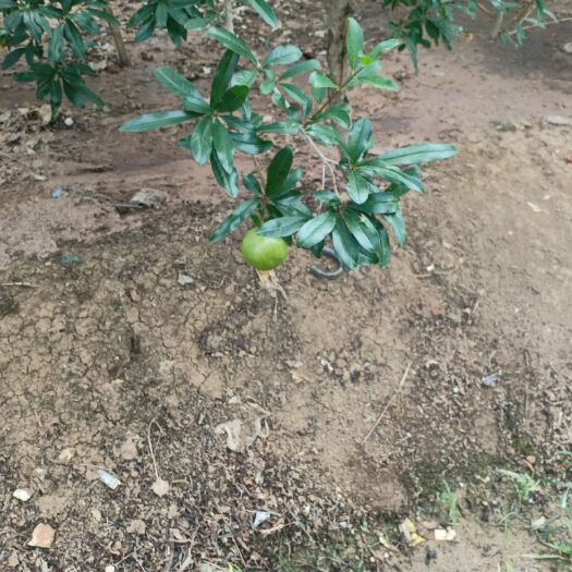 蒙自市蒙自石榴 马上就要成熟了需要的老板可以提前联系了