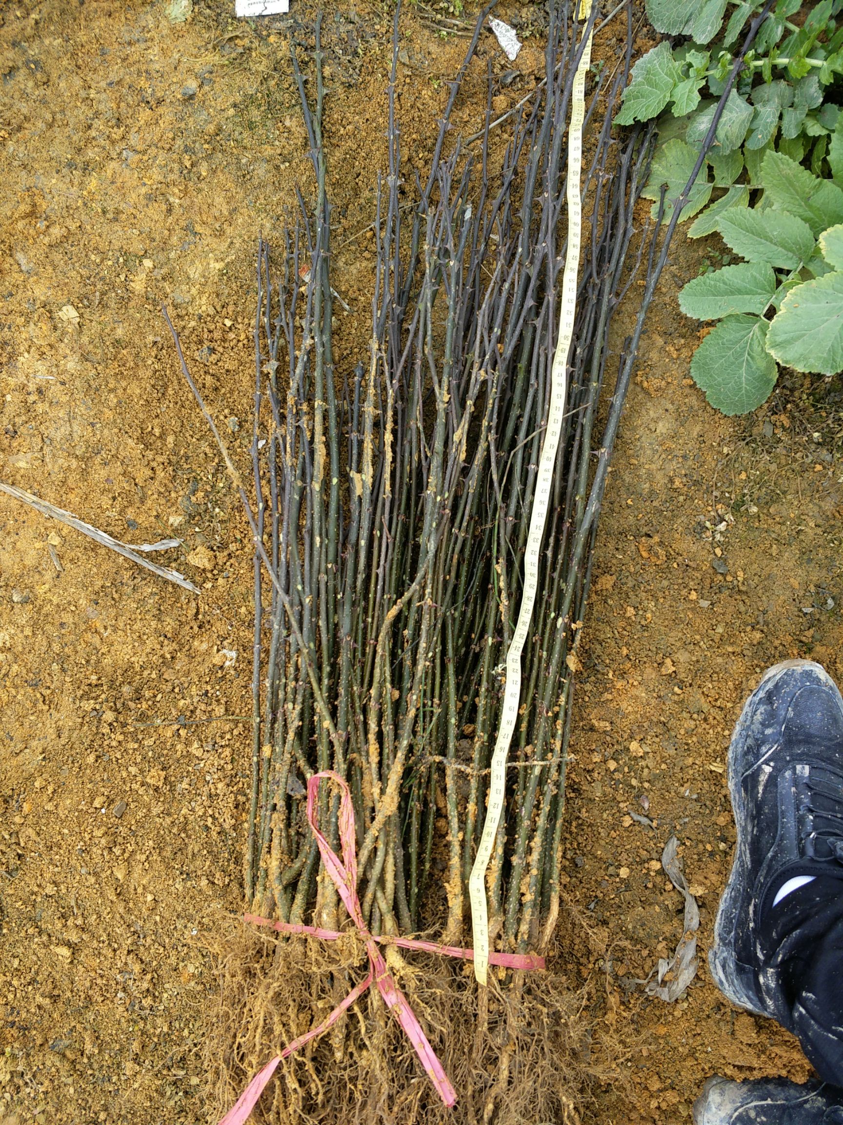 漆树苗 黄柏苗 花椒苗 柳杉苗 核桃苗 刺梨苗大叶女贞
