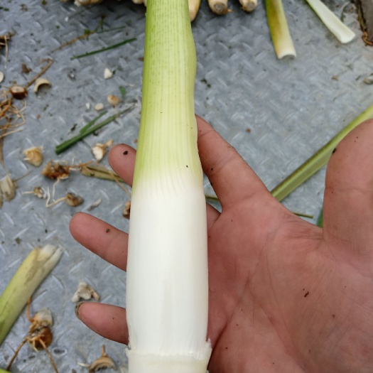  露天茭白大量上市