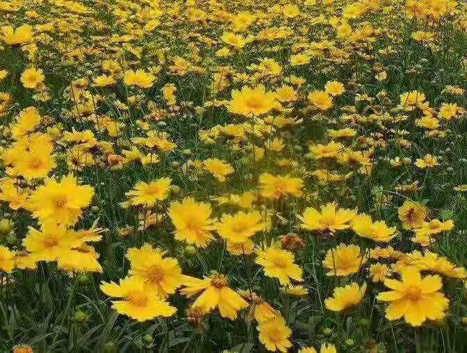 沭阳县 金鸡菊种子