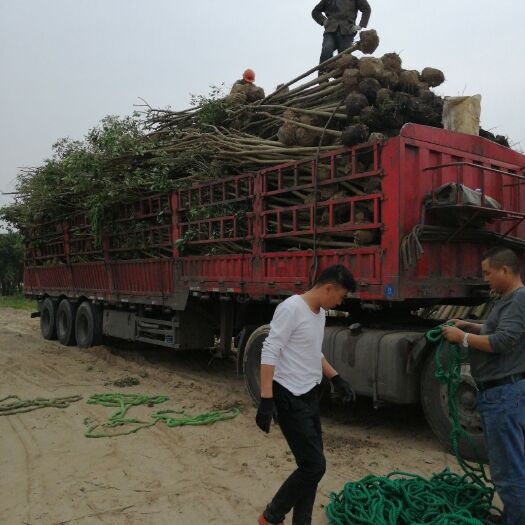 东台市大叶女贞  自家苗圃米径6公分半冠好二级清地处理