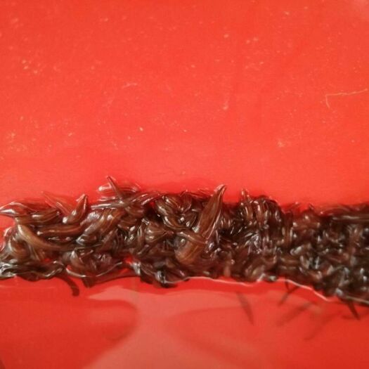 沭阳县 精品宽体金线蛭苗下水中，需要的老板联系 免费提供技术
