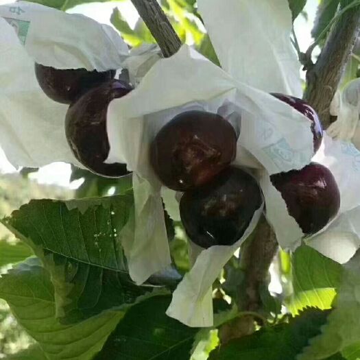 汉源县黑珍珠樱桃  中果套袋黑珍珠大樱桃，自家种植 现摘现发