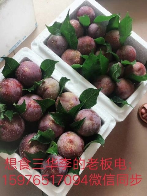 信宜市 我卖钱排（银妃）三华李，每斤28元，不包邮费