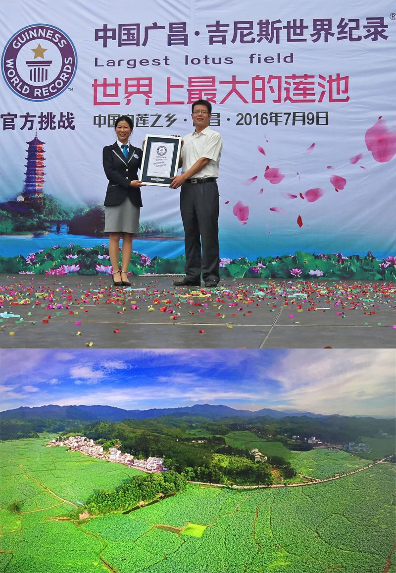 2025荷花粉新货江西广昌产地直供，蜂场直发，零售批发，