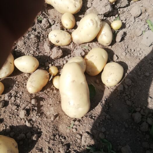 通许县 开封通许土豆大量上市，货量巨大。