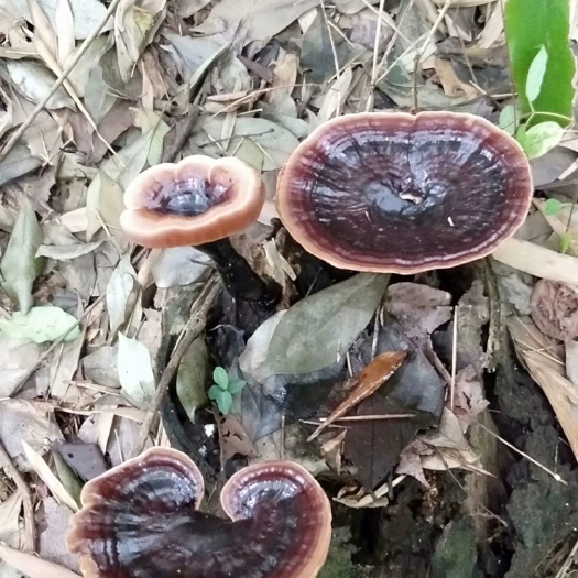 今年的灵芝开始有新货了……