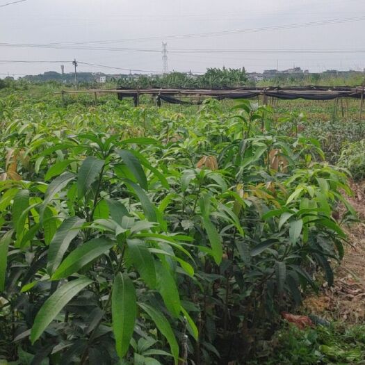 田东县台农一号芒果苗 云南保山市芒果种苗基地台农一号芒金煌芒桂七芒