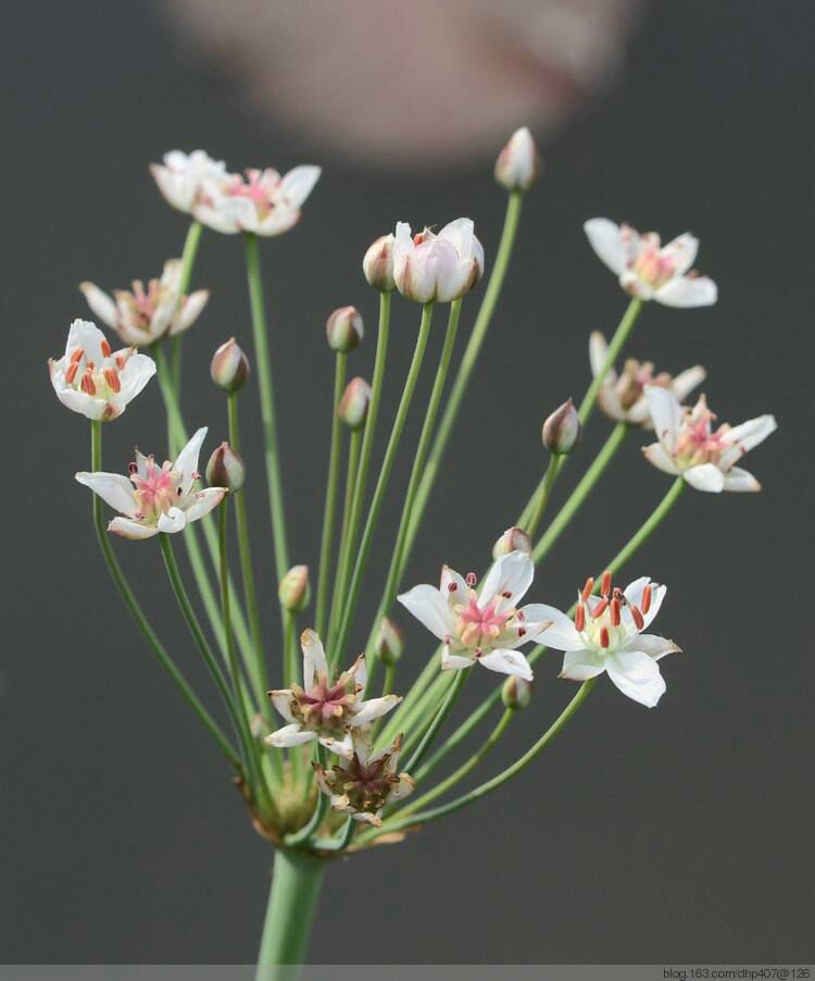 芡实种子 花蔺