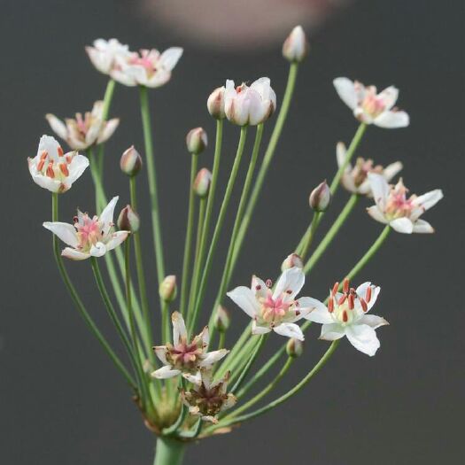 安新县芡实种子 花蔺