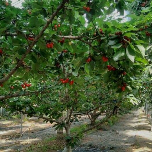 济南 山东樱桃大量上市美早樱桃