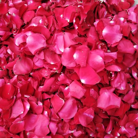 昆明红玫瑰 美好生活，原于云南鲜花