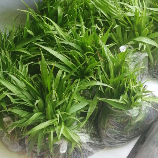 紫花白芨苗