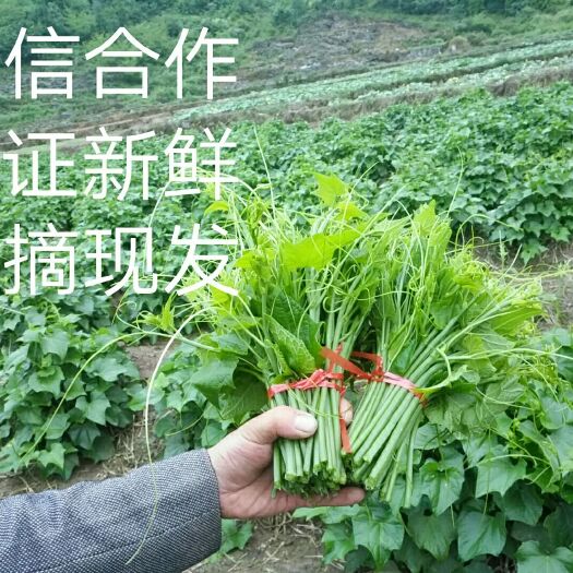 安顺 佛手瓜藤尖 洋瓜尖 合手瓜尖 捧瓜尖