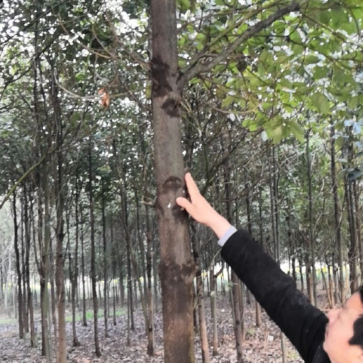 绵阳 光杆香樟树
