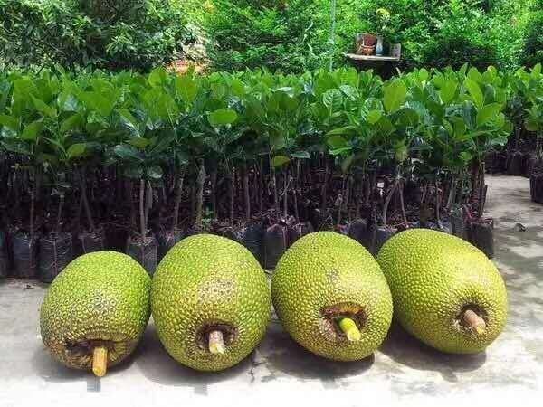 昌江县 泰国红心八号菠萝蜜苗