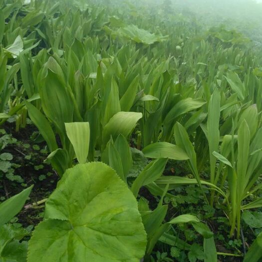 雅安大量供应茖葱，山葱，寒葱，鹿耳葱(高原野菜)