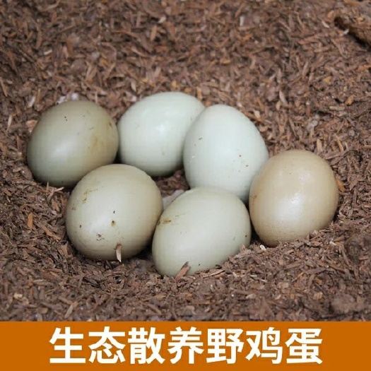 仪陇县 七彩山鸡种蛋可以孵化，可以食用
