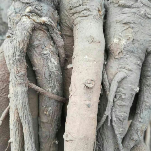 岷县岷当归  自家种植的岷县当归，无任何中间商。
