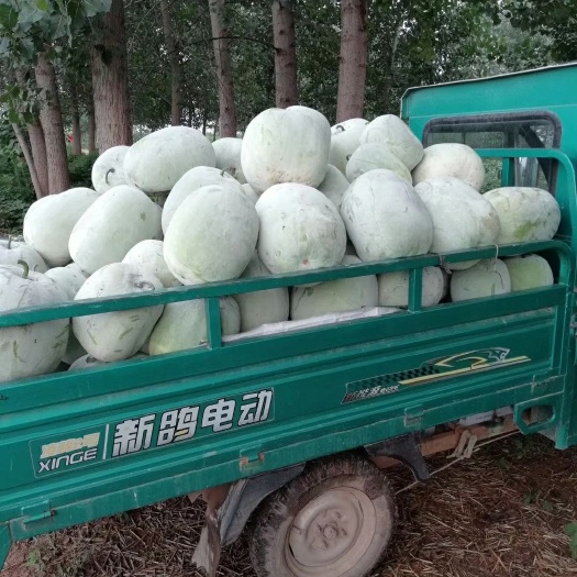 尉氏县一串铃冬瓜  小粉冬瓜，肉厚质优，物美价廉