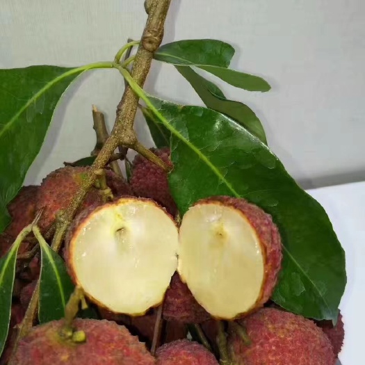 灵山县 荔枝树苗嫁接无核荔枝苗妃子笑桂味糯米糍南北方种植当年结果