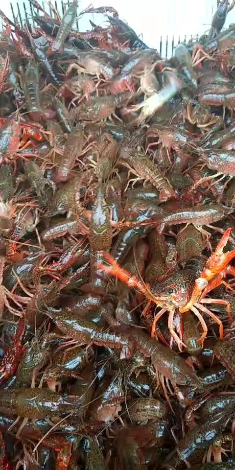 洪湖市小龙虾苗   洪湖湖区正宗虾苗